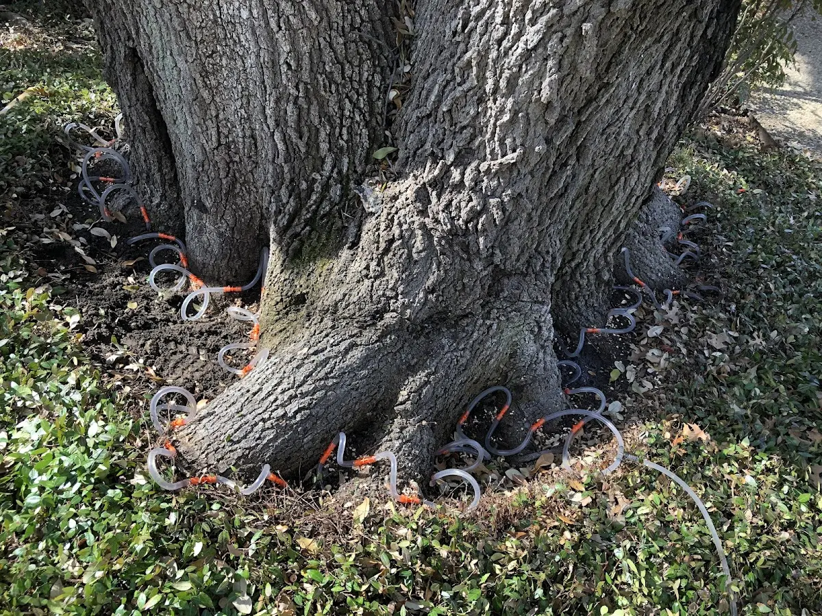 Detailed Tree Cabling and Bracing job site in Iowa Park