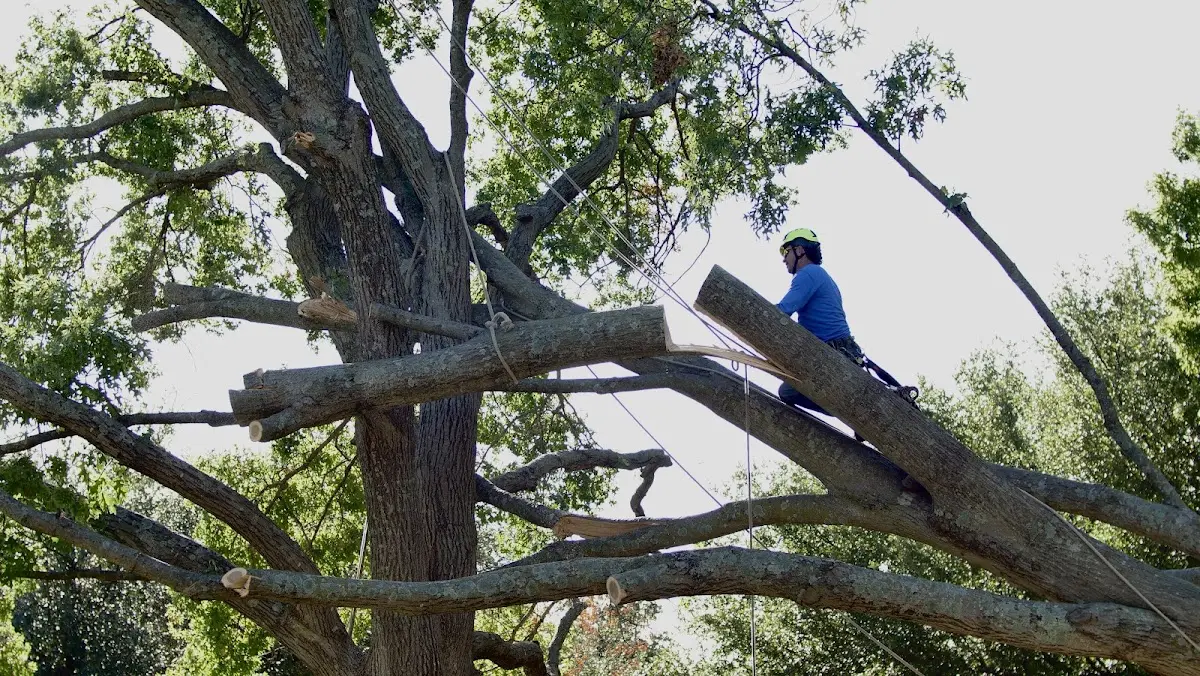 Professional Hazardous Tree Removal performed by certified arborists in Iowa Park