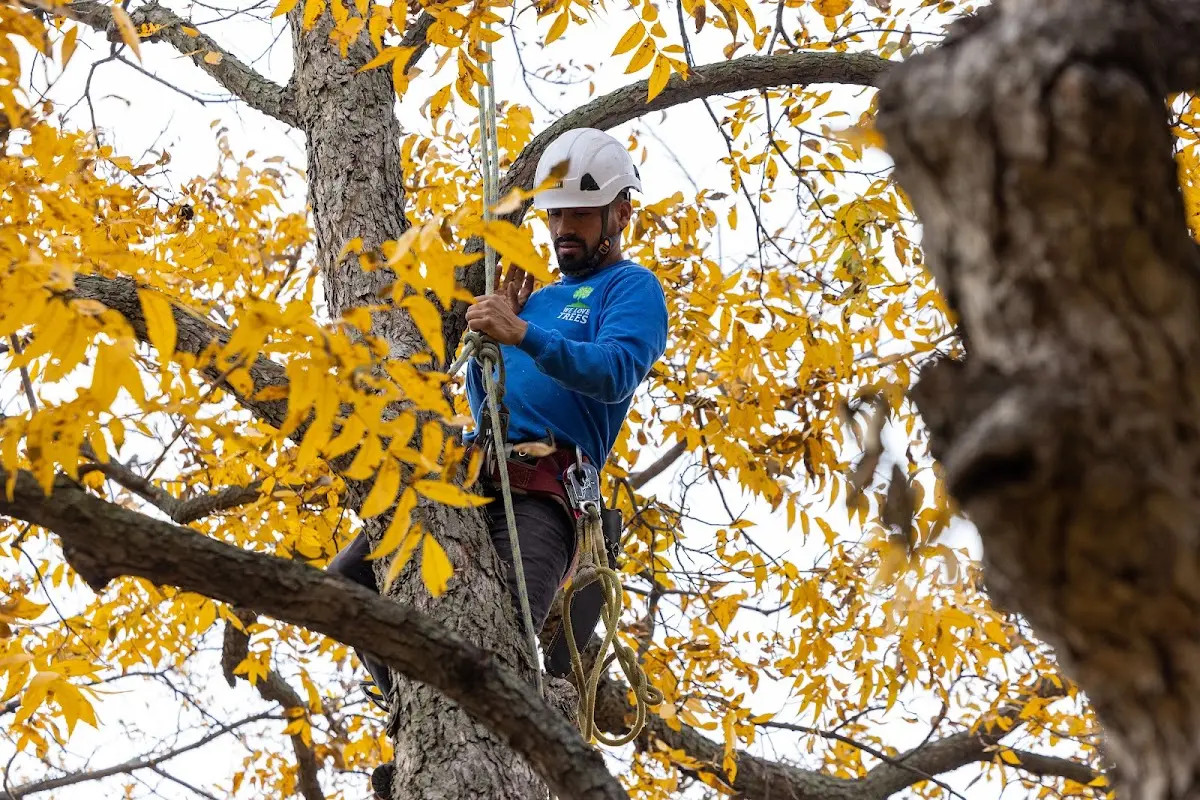 Skilled Storm Damage Cleanup crew working in Iowa Park
