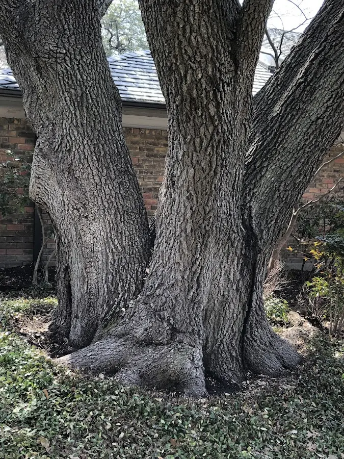 Mature heritage tree close to a Iowa Park property cared for by certified arborists